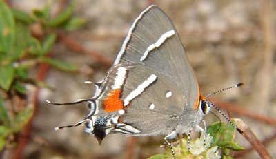 BartramsScrub-hairstreakButterfly - USFWS