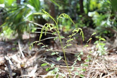 Crenulate lead plant at TropicalAudubon - credit Ana Lima