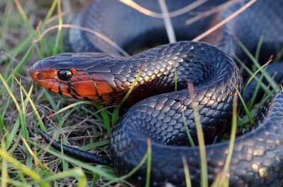 Eastern indigo snake - credit US Forest Service