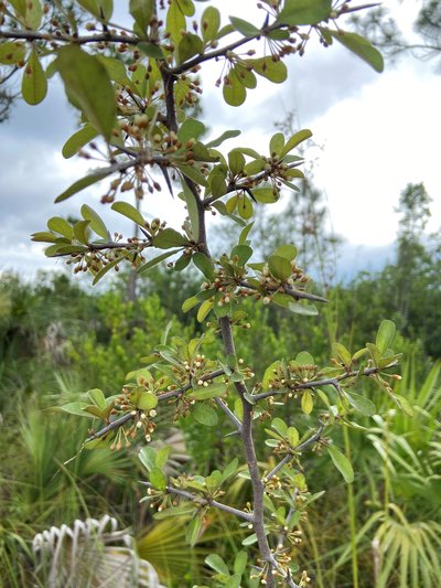 Everglades Bully (2024 ENP) - credit Elise Bennett