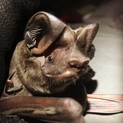 Florida_bonneted_bat_(Eumops_floridanus)_photo_by_Shalana_Gray