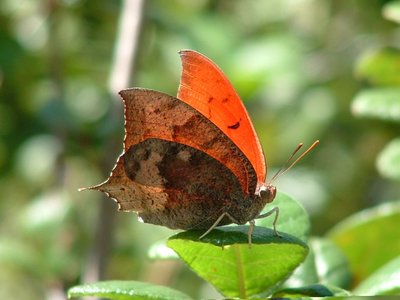 Florida leafwing - credit FWC Mary Truglio