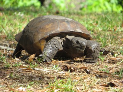 Gopher tortoise (ctrl FL) 2 - credit Elise Bennett