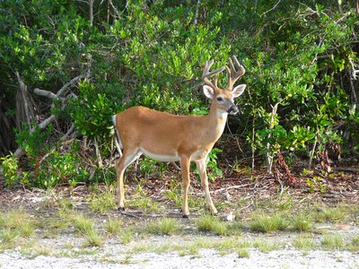 Key Deer - credit Wikimedia commons Marc Averette