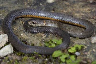 Key ringneck snake - credit USGS