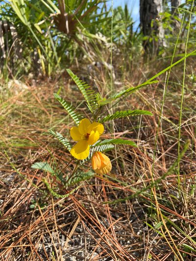 Partridge pea - credit Elise Bennett