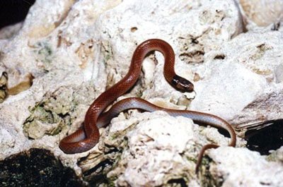 Rim rock crowned snake - credit FWC